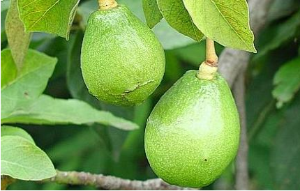 Польза и вред авокадо